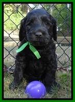 Paris Deacon pups 5 wks old 16200