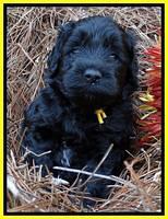 Paris Deacon pups 4 wks old 291