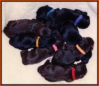 Paris Deacon newborn pups 201