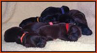 Paris Deacon newborn pups 211