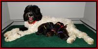 Paris Deacon newborn pups 221