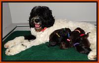 Paris Deacon newborn pups 231