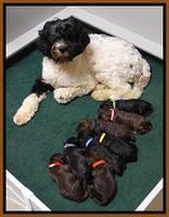 Paris Deacon pups 1 wk old 31