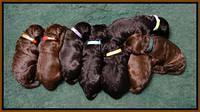 Paris Deacon pups 1 wk old 61