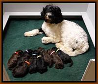 Paris Deacon pups 1 wk old 71