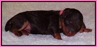 Shelby Armani newborn pups 11