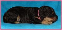 Shelby Armani pups 1 wk old 61