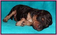 Shelby Armani pups 1 wk old 81