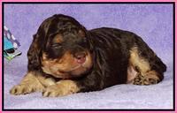 Shelby Armani pups 2 wks old 31