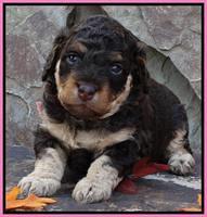 Shelby Armani pups 3 wks old 21
