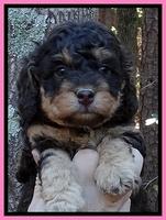Shelby Armani pups 5 wks old 121