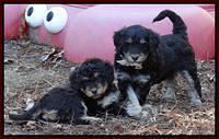 Shelby Armani pups 6 weeks old 71