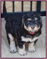 Shelby Armani pups 6 weeks old 81