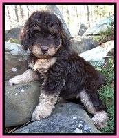 Shelby Armani pups 8 wks old 11