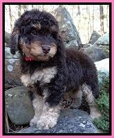 Shelby Armani pups 8 wks old 31