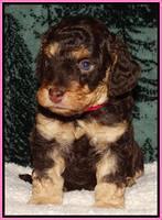 Shelby's pups 4 wks old 21