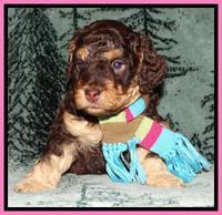 Shelby's pups 4 wks old 31