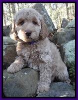 Baxter family: Willow