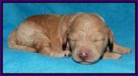 Shelby Armani pups 1 wk old 101