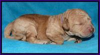 Shelby Armani pups 1 wk old 111