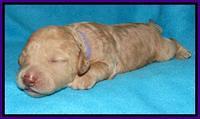 Shelby Armani pups 1 wk old 91