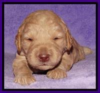 Shelby Armani pups 2 wks old 51