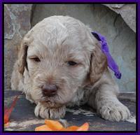 Shelby Armani pups 3 wks old 61