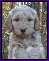 Shelby Armani pups 5 wks old 131