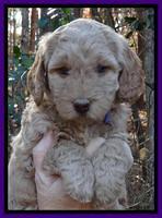 Shelby Armani pups 5 wks old 141