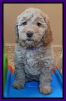 Shelby Armani pups 7 weeks old 171