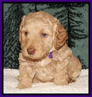 Shelby's pups 4 wks old 51
