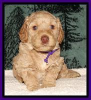 Shelby's pups 4 wks old 91