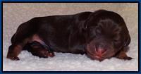Shelby Armani newborn pups 51