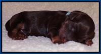 Shelby Armani newborn pups 71