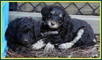 Shelby Armani pups 6 weeks old 31