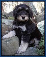 Shelby Armani pups 8 wks old 111