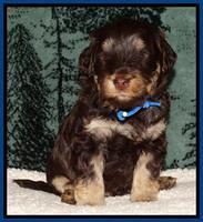 Shelby's pups 4 wks old 111