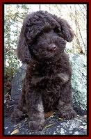 Demus family: "Cooper"