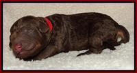 Shelby Armani newborn pups 81