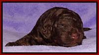 Shelby Armani pups 2 wks old 121