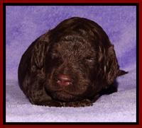 Shelby Armani pups 2 wks old 131