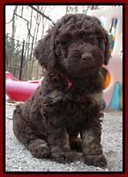 Shelby Armani pups 6 weeks old 23100