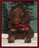 Shelby's pups 4 wks old 161