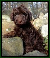 Bertola family: Luca
