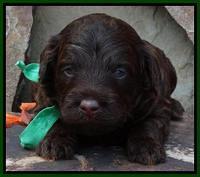 Green 6 wks (28)
