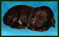 Shelby Armani pups 1 wk old 171