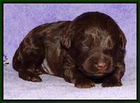 Shelby Armani pups 2 wks old 101