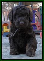 Shelby Armani pups 6 weeks old 251