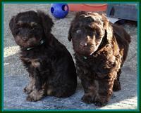 Shelby Armani pups 7 weeks old 21