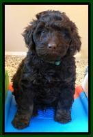 Shelby Armani pups 7 weeks old 271